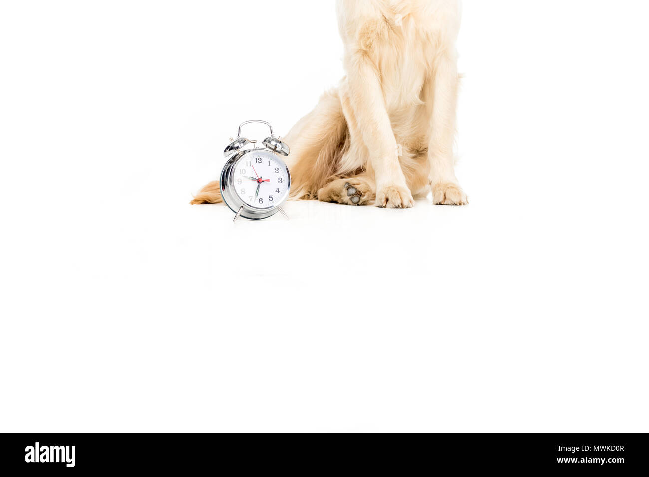 Sezione bassa di golden retriever dog sitter vicino sveglia, isolato su bianco Foto Stock