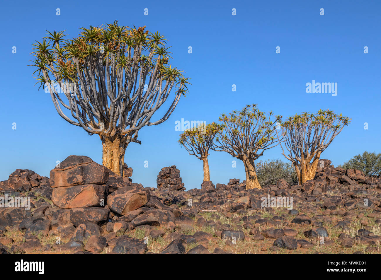 Per Quiver Tree Forest, Keetmanshoop, Namibia, Africa Foto Stock