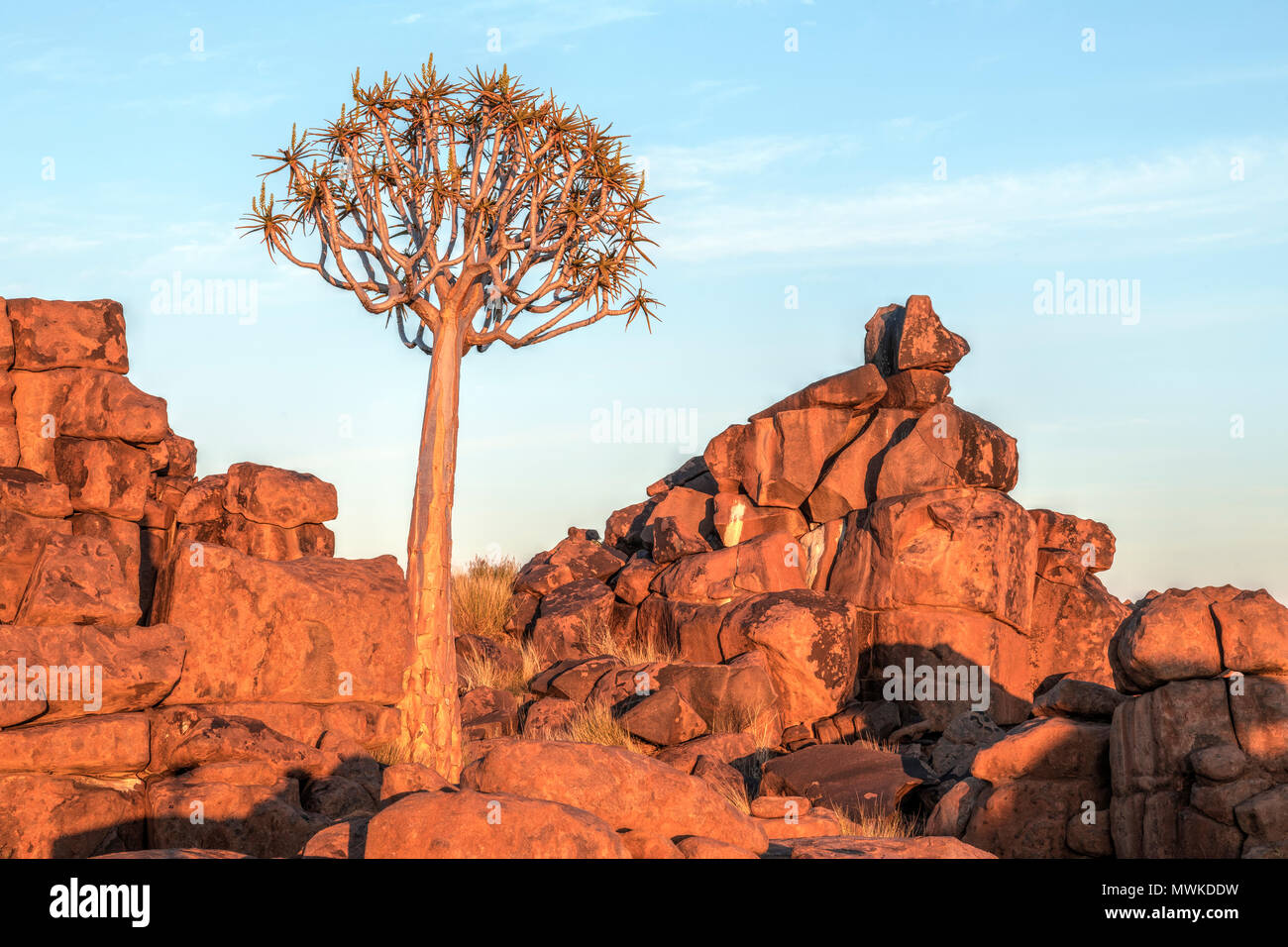 Per Quiver Tree Forest, Keetmanshoop, Namibia, Africa Foto Stock