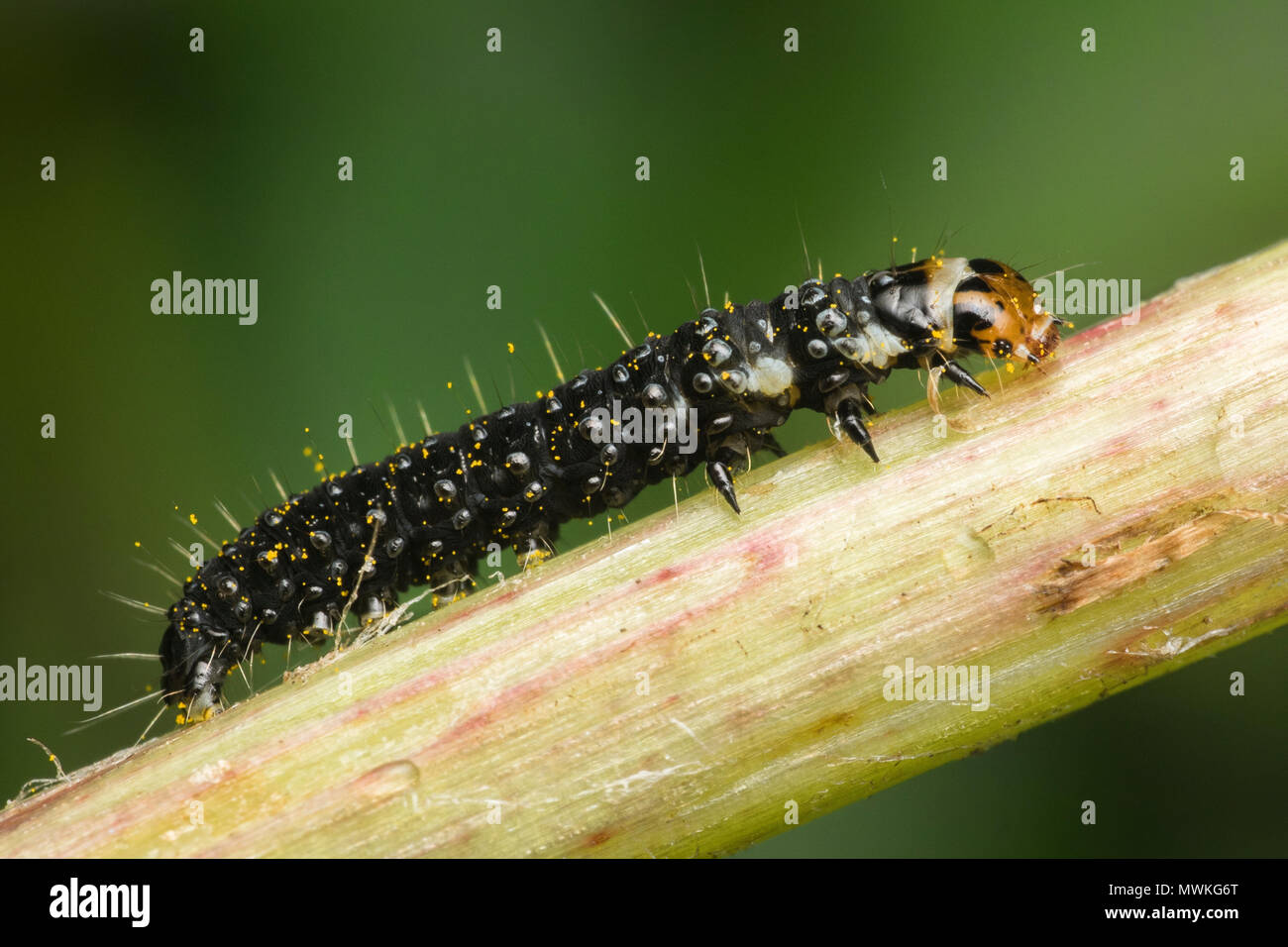 Timothy Tortrix moth caterpillar (Aphelia paleana) sul gambo di tarassaco. Tipperary, Irlanda Foto Stock