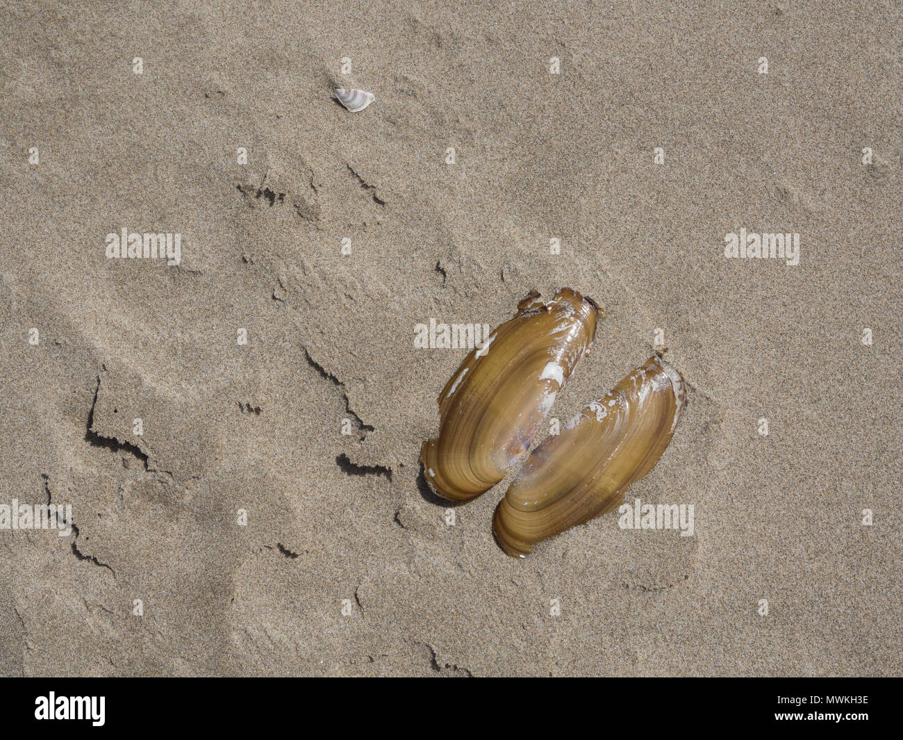 Razor clam shell sulla spiaggia a mezzaluna Oregon al sole con una piccola riflessione Foto Stock