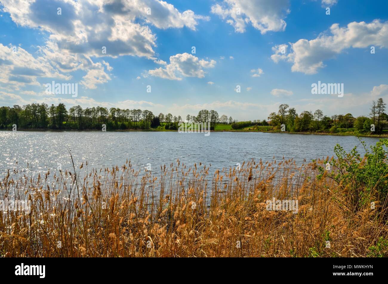 Bellissimo paesaggio a molla. Giornata di sole presso lo stagno in campagna. Foto Stock