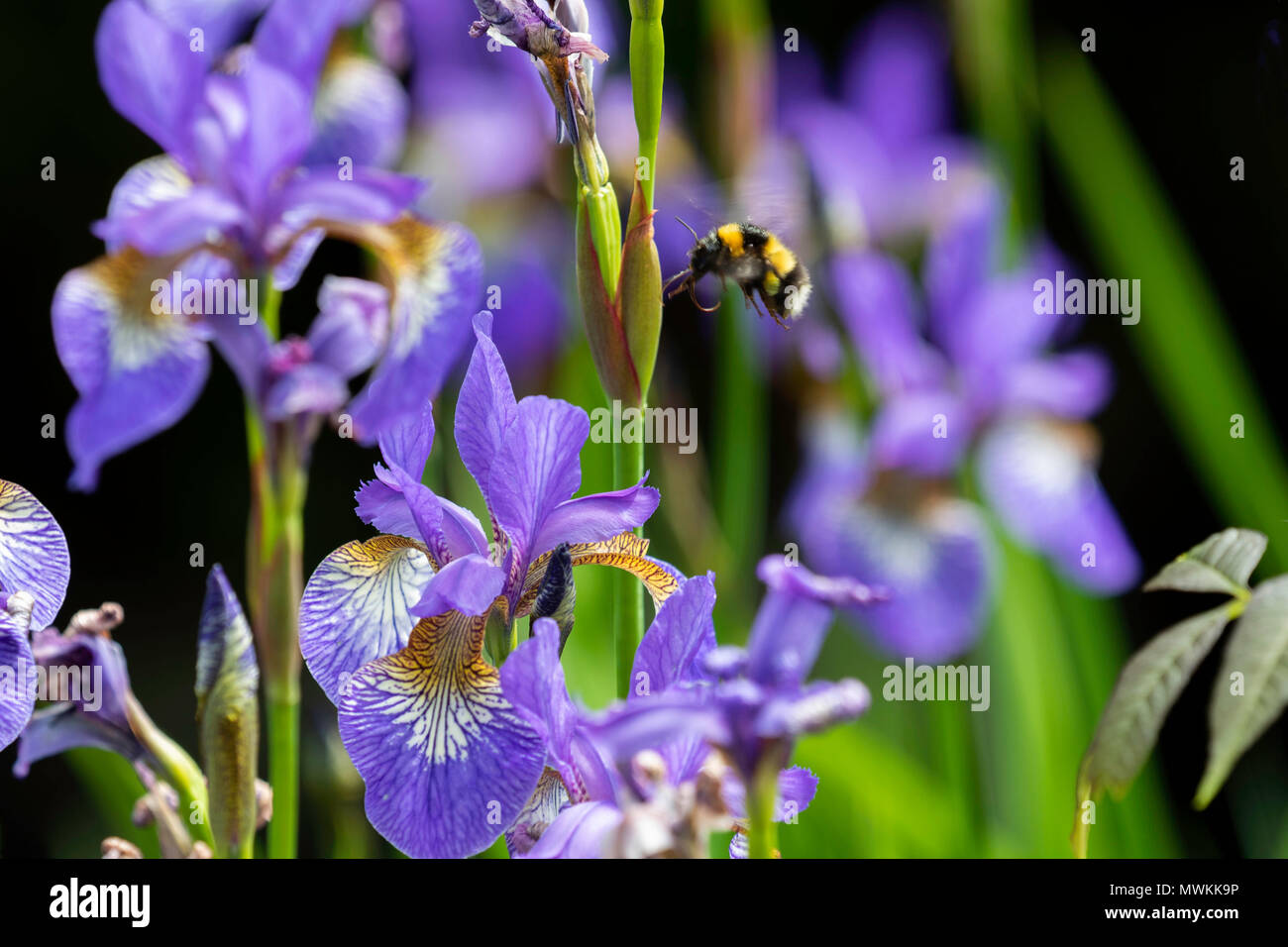 Bumble Bee volando verso fiori viola chiaro Iris al RHS Garden Harlow Carr, Harrogate, North Yorkshire, Inghilterra, Regno Unito. Foto Stock