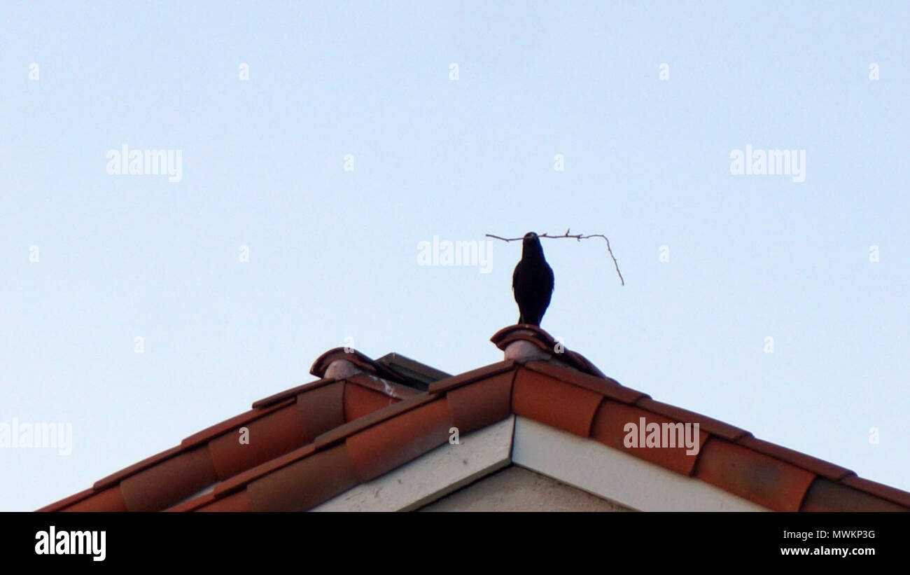 Un corvo o grandi Crow seduto sul picco di un tetto di tegole tenendo un bastone/ramoscello Foto Stock