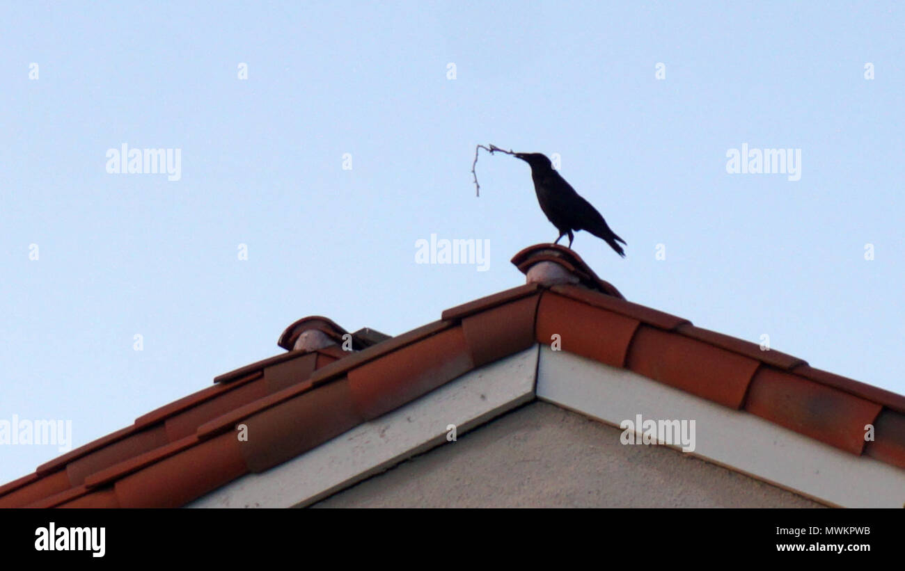 Un corvo o grandi Crow seduto sul picco di un tetto di tegole tenendo un bastone/ramoscello Foto Stock