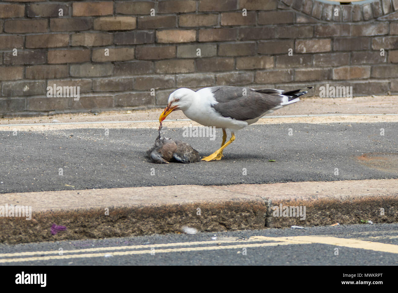 1 Giugno 2018. Londra, UK. Una minore black-backed gull feste su un piccione su una strada di Londra. David Rowe/Alamy Live News Foto Stock