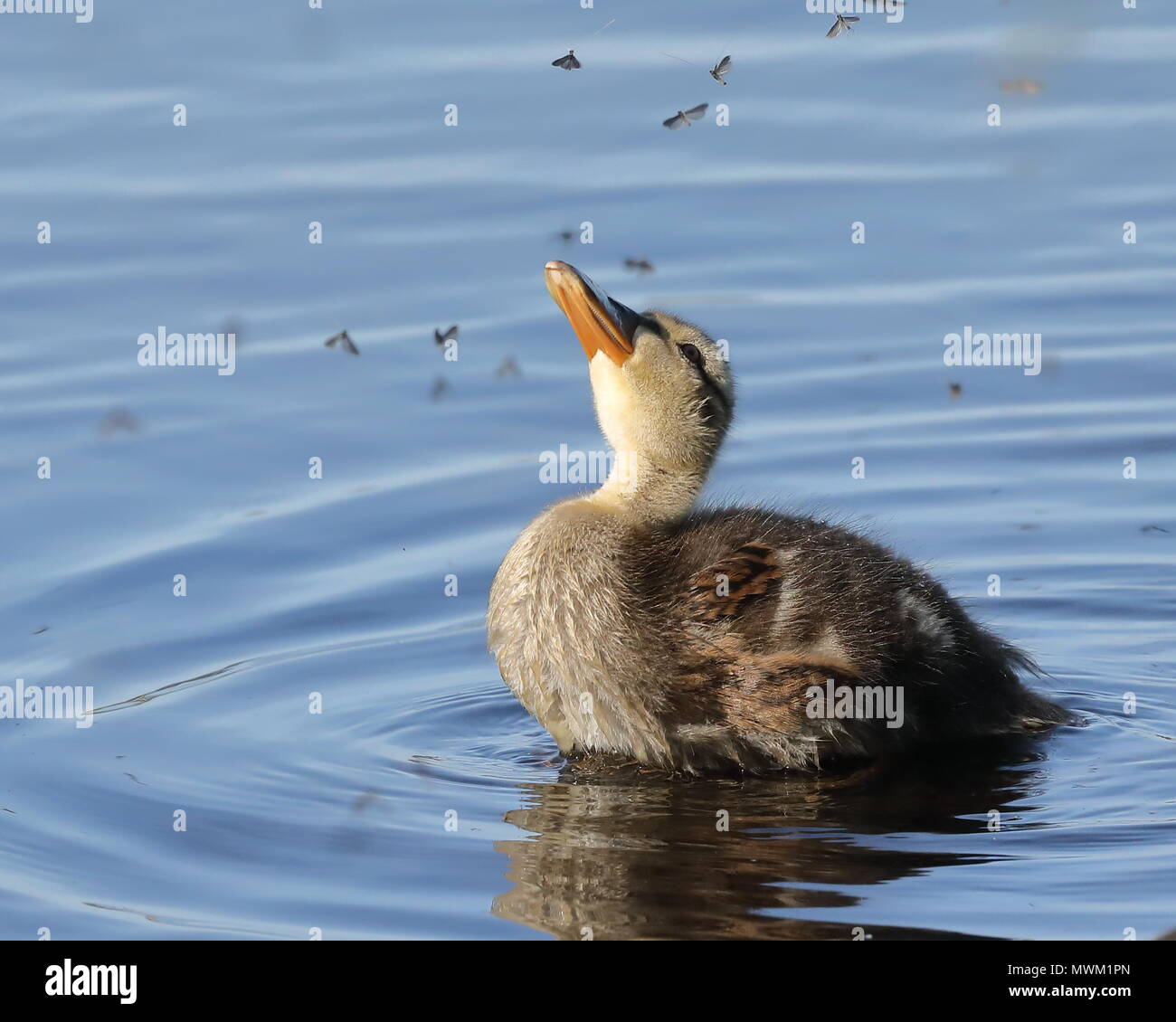 Mallard anatroccolo alimentazione su Effimere Foto Stock