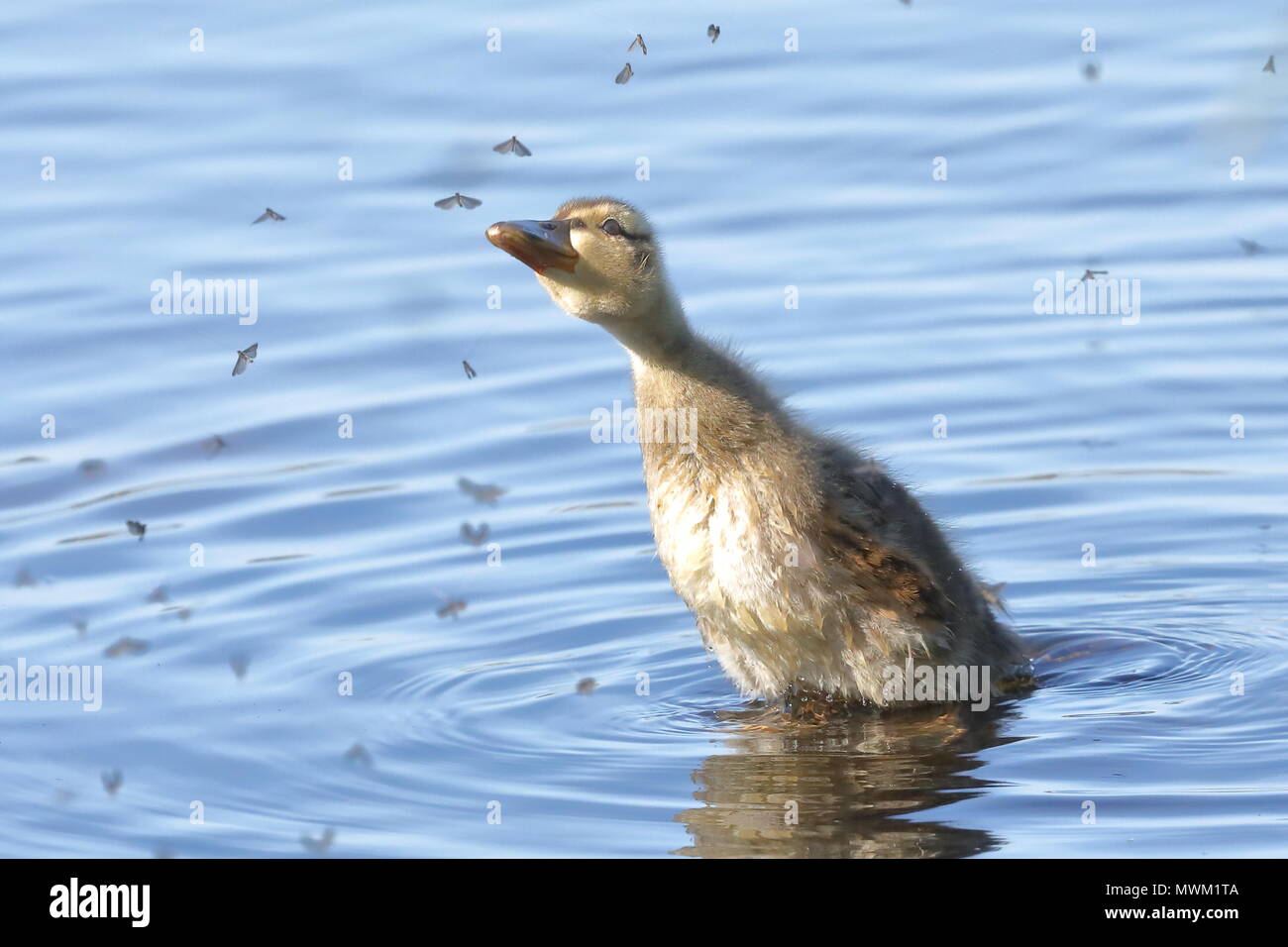 Mallard anatroccolo alimentazione su Effimere Foto Stock