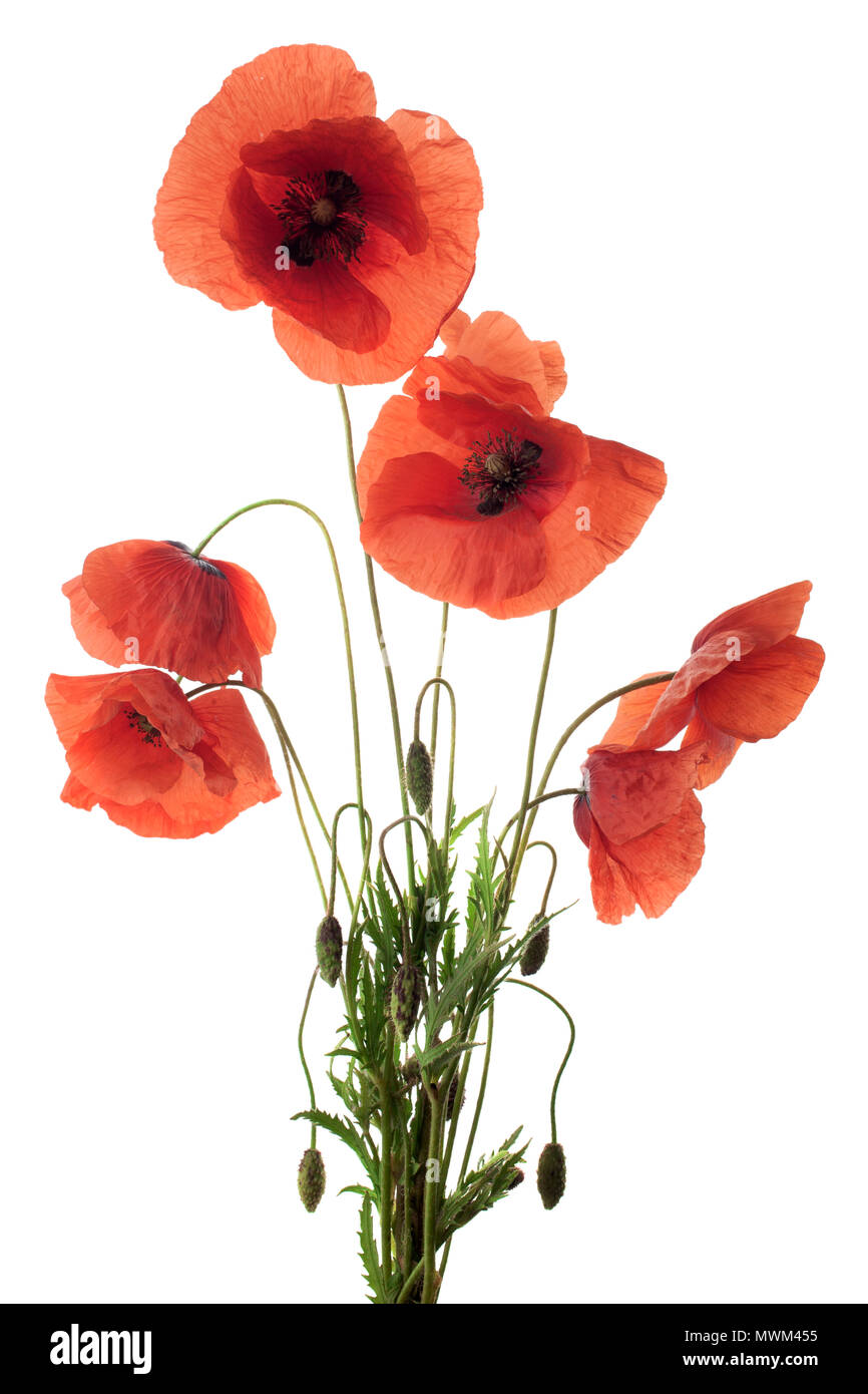 Papavero rosso dei fiori in una fila su bianco. Foto Stock