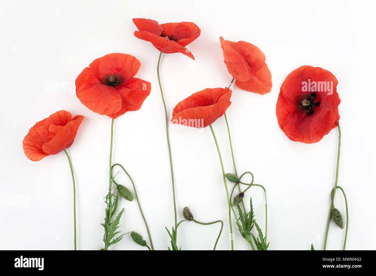 Papavero rosso dei fiori in una fila su bianco. Foto Stock