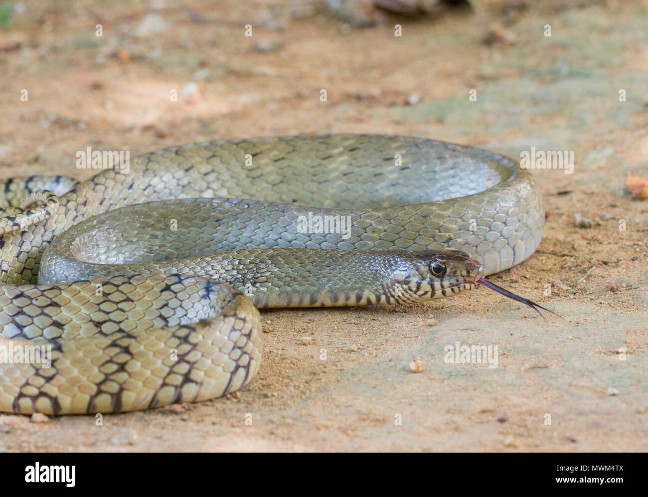 Adulto Asian Biacco o Oriental biacco (Ptyas mucosus) su Phuket Thailandia. Foto Stock