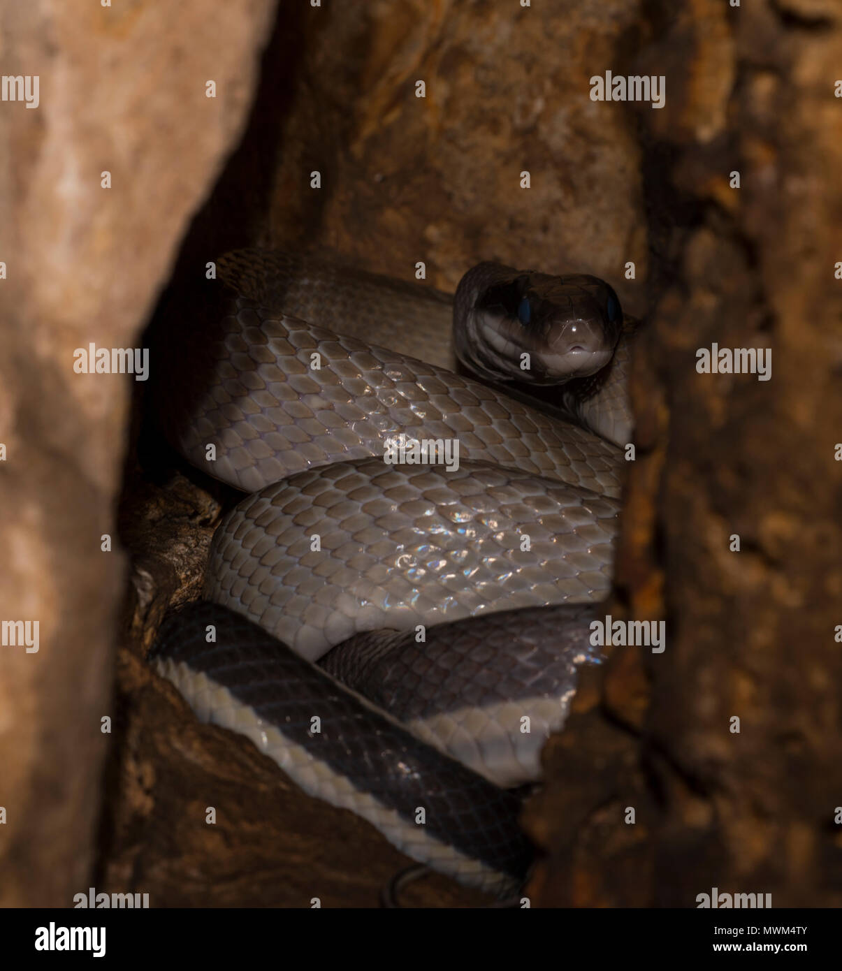 Ridley corridore della grotta o Racer (Othriophis taeniurus ridleyi) in una grotta in Khao Sok Thailandia Foto Stock