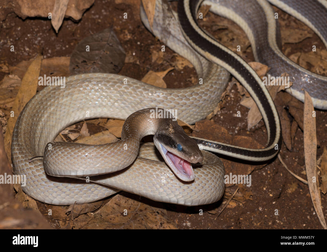 Ridley corridore della grotta o Racer (Othriophis taeniurus ridleyi) in una grotta in Khao Sok Thailandia Foto Stock