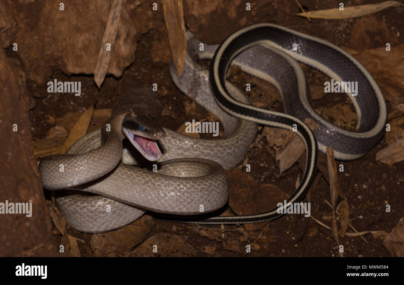 Ridley corridore della grotta o Racer (Othriophis taeniurus ridleyi) in una grotta in Khao Sok Thailandia Foto Stock