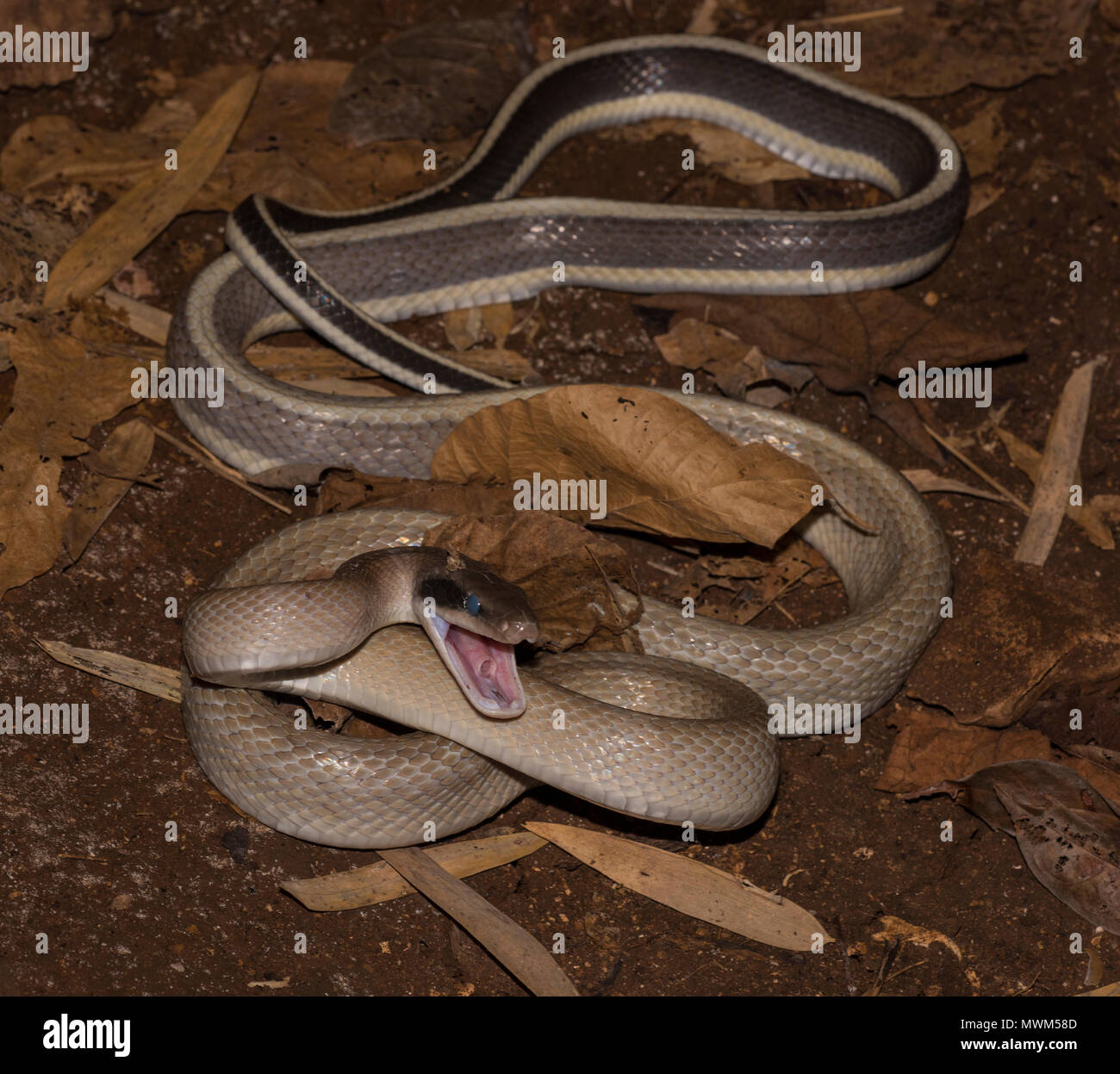 Ridley corridore della grotta o Racer (Othriophis taeniurus ridleyi) in una grotta in Khao Sok Thailandia Foto Stock