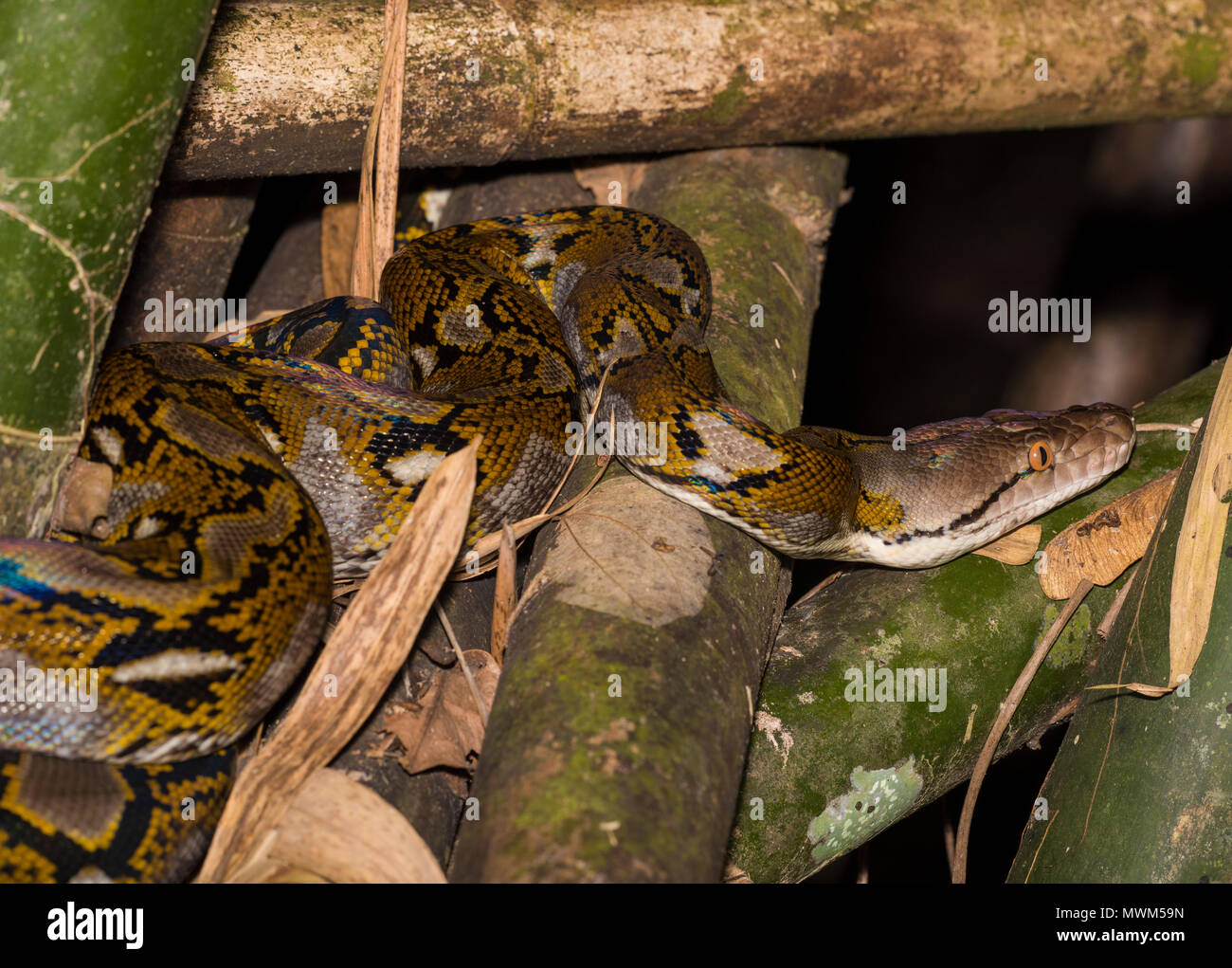Pitone reticolato (Python reticulatus) nella Foresta Pluviale Khao Sok il Parco Nazionale della Thailandia. Foto Stock