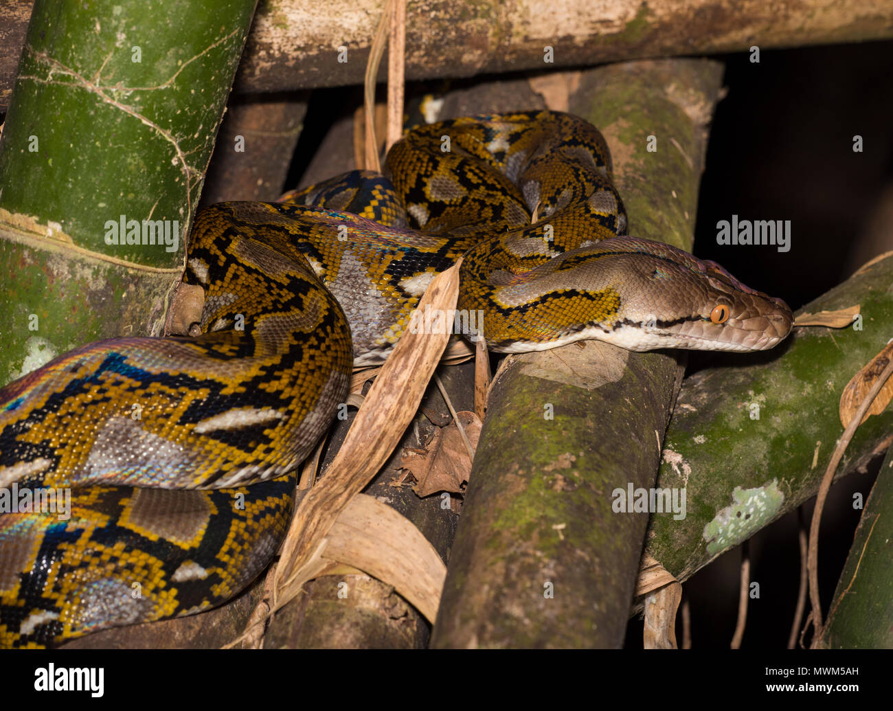 Pitone reticolato (Python reticulatus) nella Foresta Pluviale Khao Sok il Parco Nazionale della Thailandia. Foto Stock