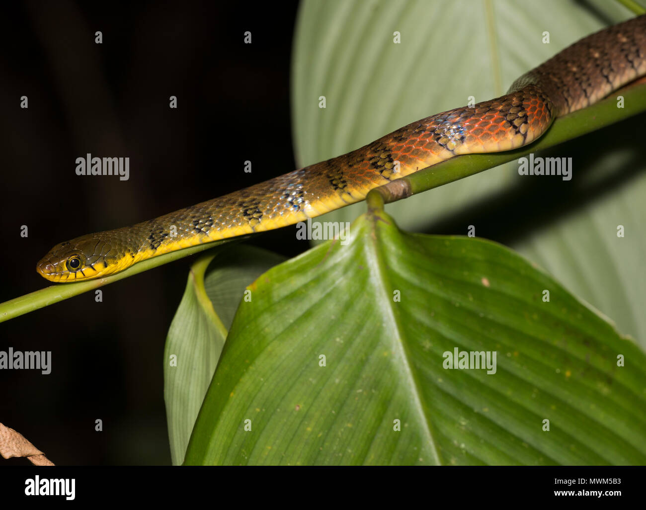 Triangolo (Keelback Xenochrophis trianguligerus) nella foresta pluviale della Tailandia. Foto Stock