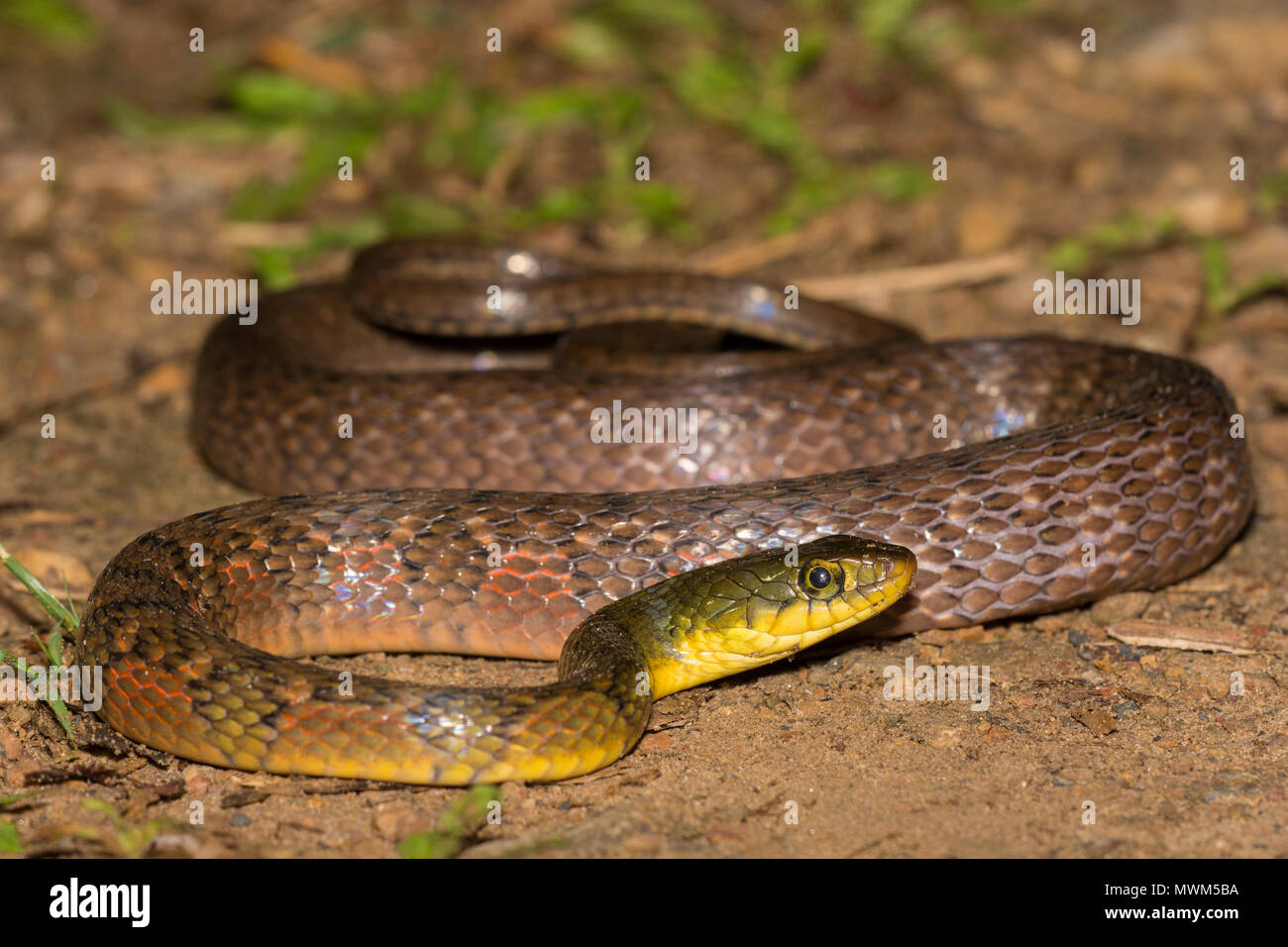 Triangolo (Keelback Xenochrophis trianguligerus) nella foresta pluviale della Tailandia. Foto Stock