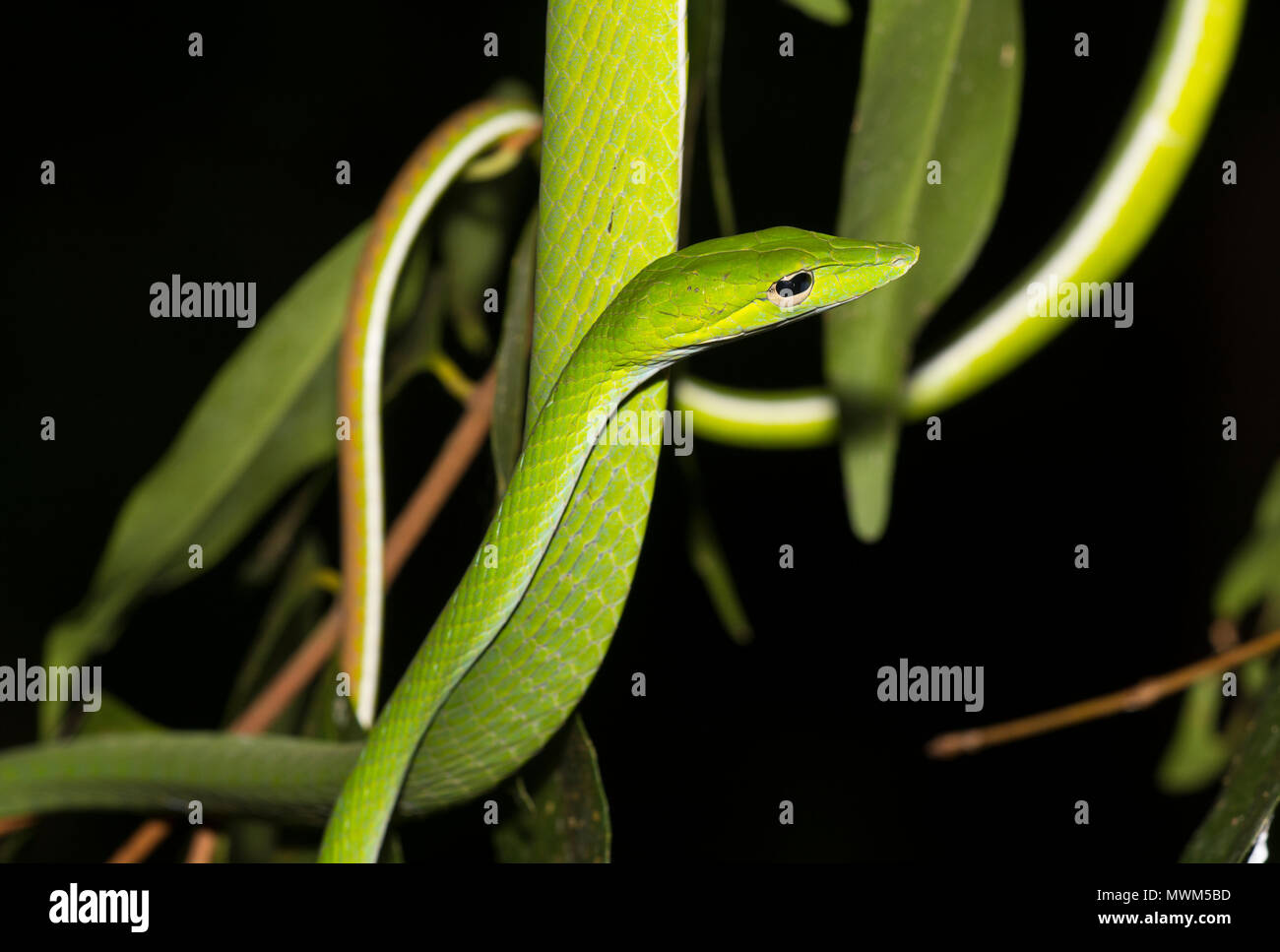 Oriental matricina serpenti o Vine snake (Ahaetulla prasina) in una struttura ad albero nella foresta pluviale della Tailandia. Foto Stock