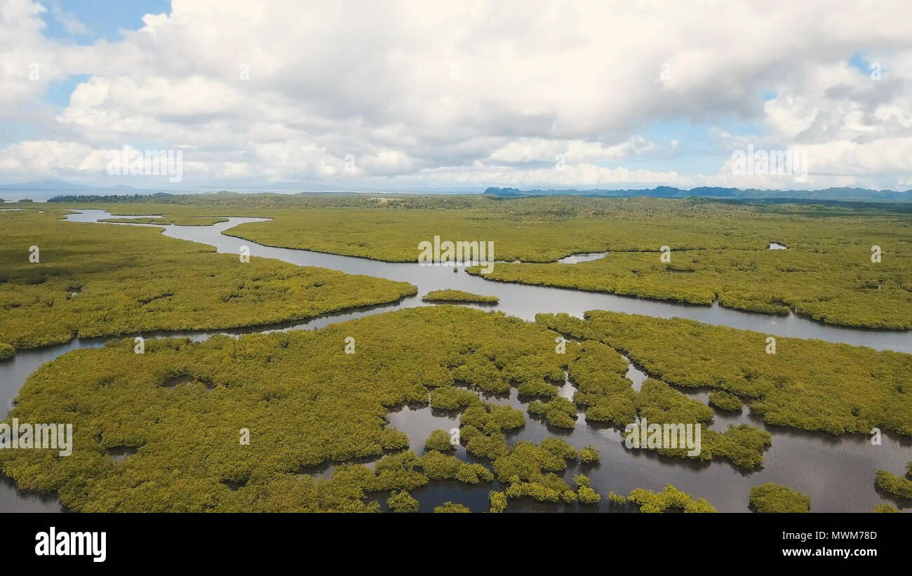Vista aerea della foresta di mangrovie e il fiume sulla Siargao island. Giungle di mangrovie, alberi, river. Paesaggio di mangrovie. Filippine. Foto Stock