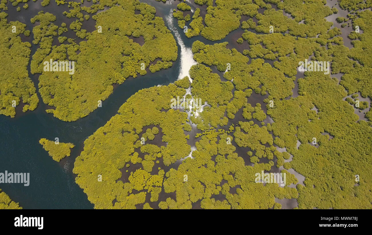 Vista aerea della foresta di mangrovie e il fiume sulla Siargao island. Giungle di mangrovie, alberi, river. Paesaggio di mangrovie. Filippine. Foto Stock