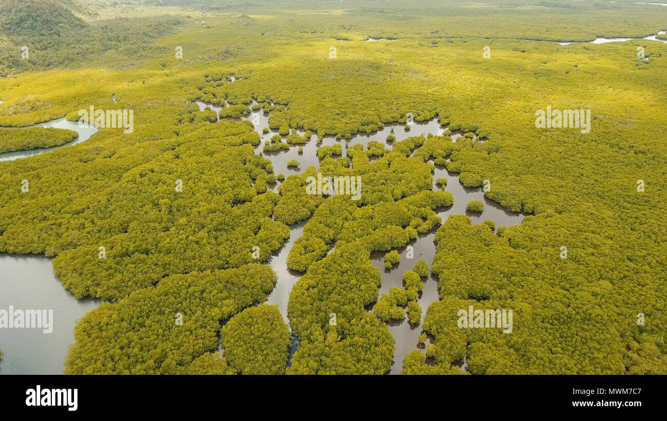 Vista aerea della foresta di mangrovie e il fiume sulla Siargao island. Giungle di mangrovie, alberi, river. Paesaggio di mangrovie. Filippine. Foto Stock