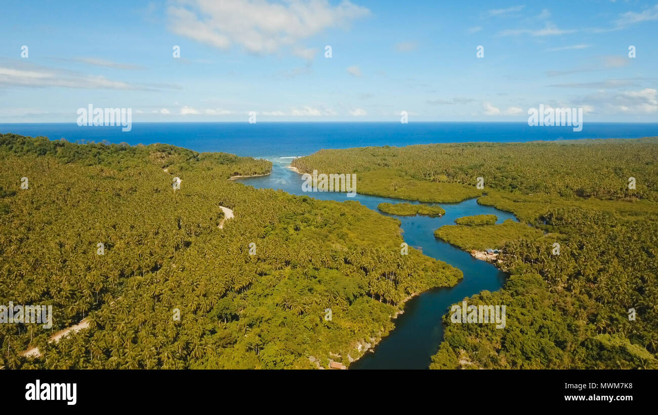 Vista aerea della foresta di mangrovie e il fiume sulla Siargao island. Giungle di mangrovie, alberi, river. Paesaggio di mangrovie. Filippine. Foto Stock