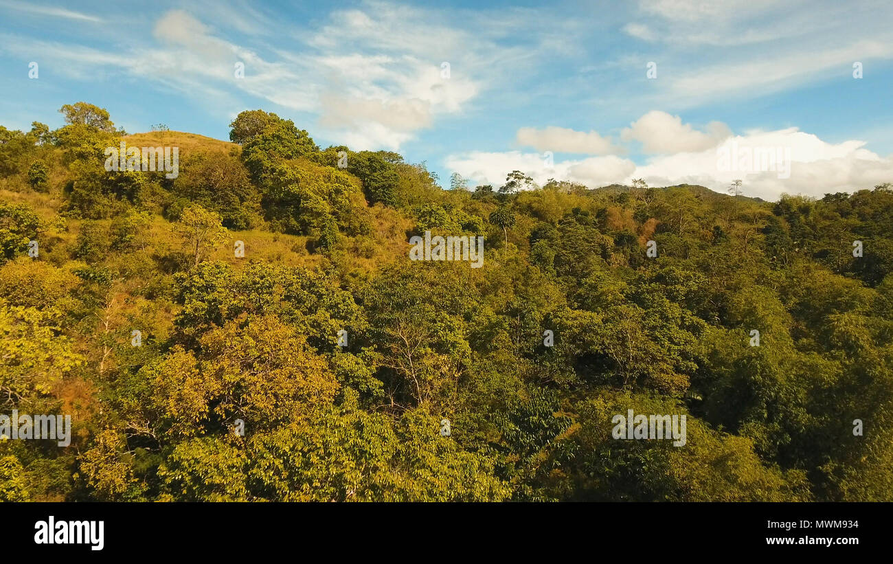 La foresta pluviale, giungla ricoperti di vegetazione verde e alberi sull'isola tropicale, paesaggio. Vista aerea: montagne e colline con bosco selvatico. Collina nella foresta pluviale e jungle. Filippine, Siargao. Foto Stock