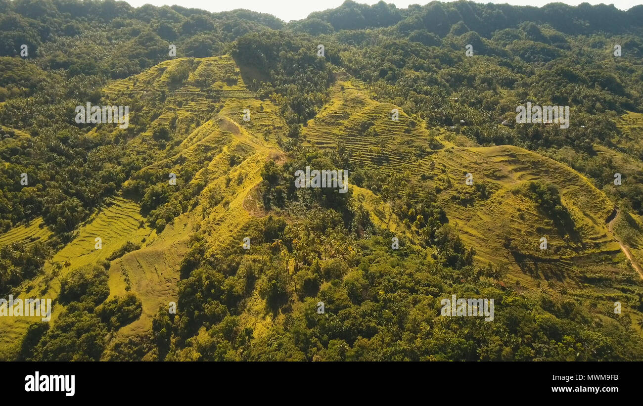 La foresta pluviale, giungla ricoperti di vegetazione verde e alberi sull'isola tropicale, paesaggio. Vista aerea: montagne e colline con bosco selvatico. Collina nella foresta pluviale e jungle. Filippine, Siargao. Foto Stock