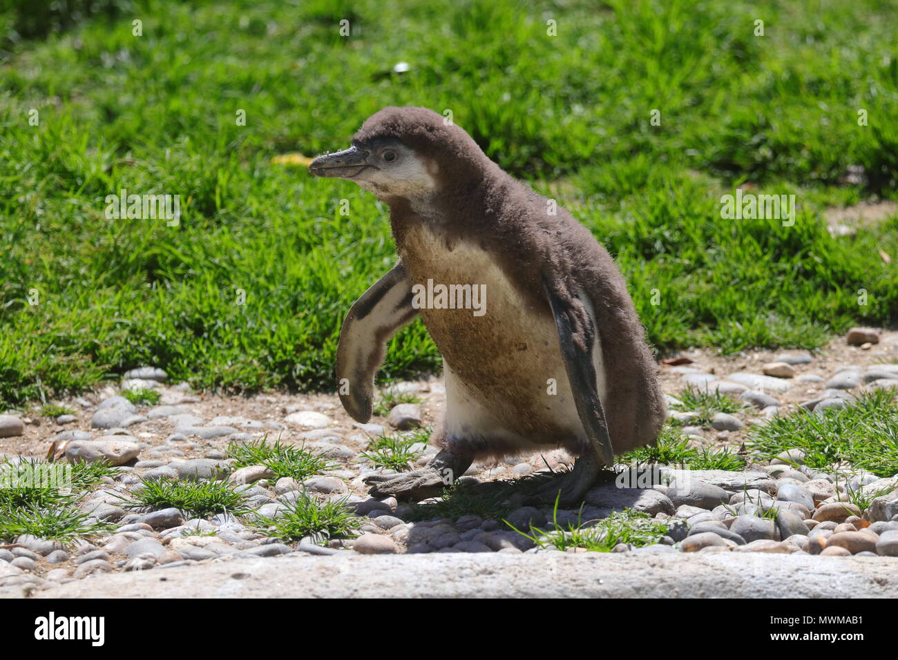 Un bambino Humboldt's pinguino in cattività in Newquay Zoo, Cornwall Foto Stock