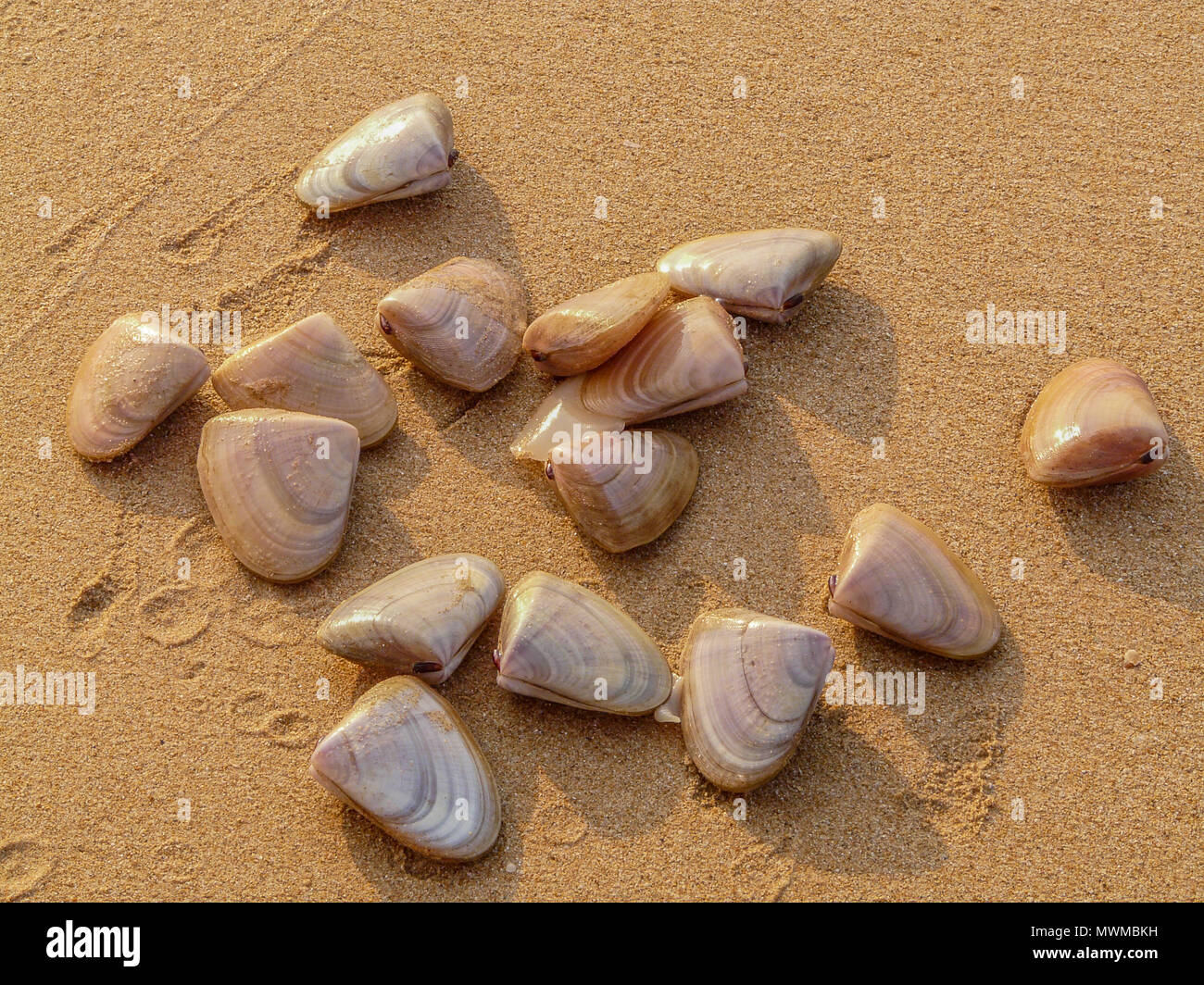 Ocean conchiglie sulla sabbia, sfondo astratto Foto Stock