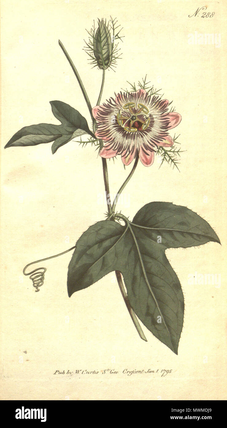. Inglese: Passiflora foetida var. ciliata, come Passiflora ciliata . 18 novembre 2012, 09:55:15. W. Curtis 470 Passiflora foetida var. ciliata Foto Stock