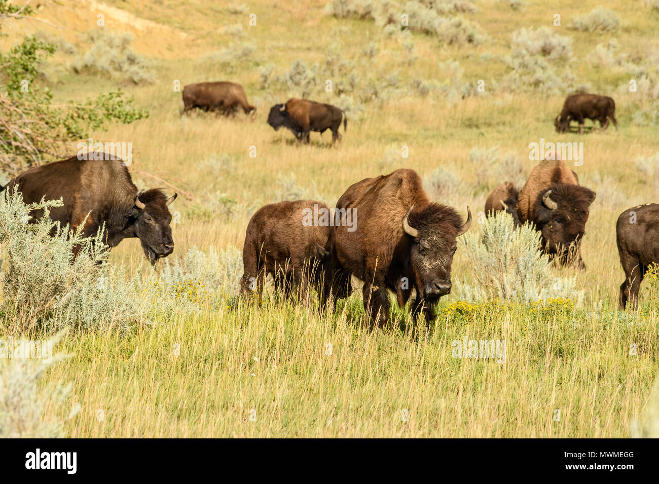 Pianure (Bison bison bison), Parco nazionale Theodore Roosevelt (Sud), il Dakota del Nord, STATI UNITI D'AMERICA Foto Stock
