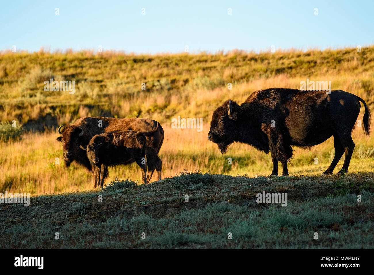 Pianure (Bison bison bison), Parco nazionale Theodore Roosevelt, (Sud), il Dakota del Nord, STATI UNITI D'AMERICA Foto Stock