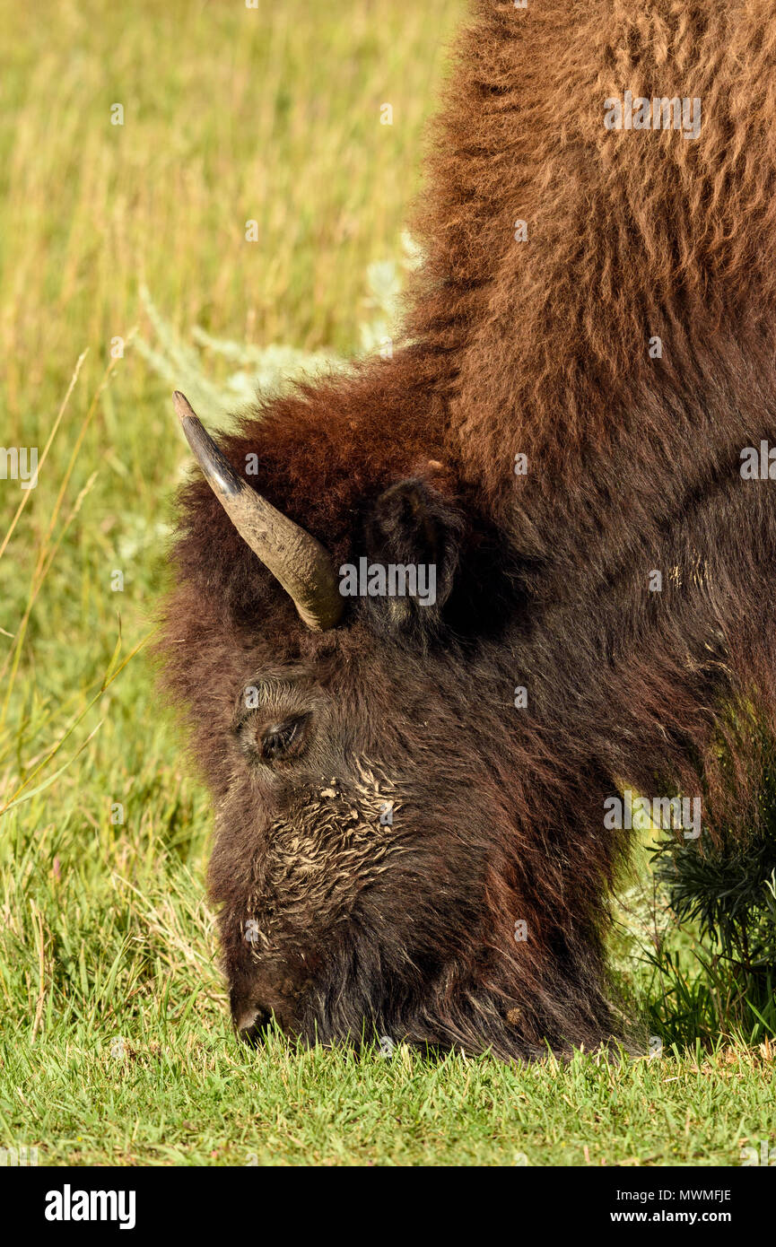 Pianure (Bison bison bison), Parco nazionale Theodore Roosevelt, (Sud), il Dakota del Nord, STATI UNITI D'AMERICA Foto Stock