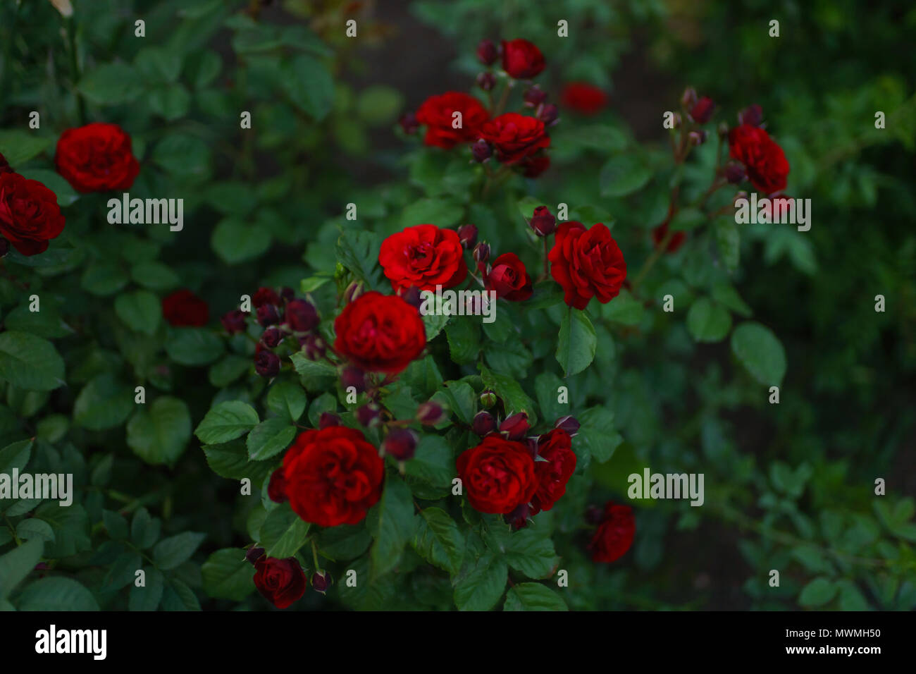 Cespuglio di rose rosse Foto stock - Alamy