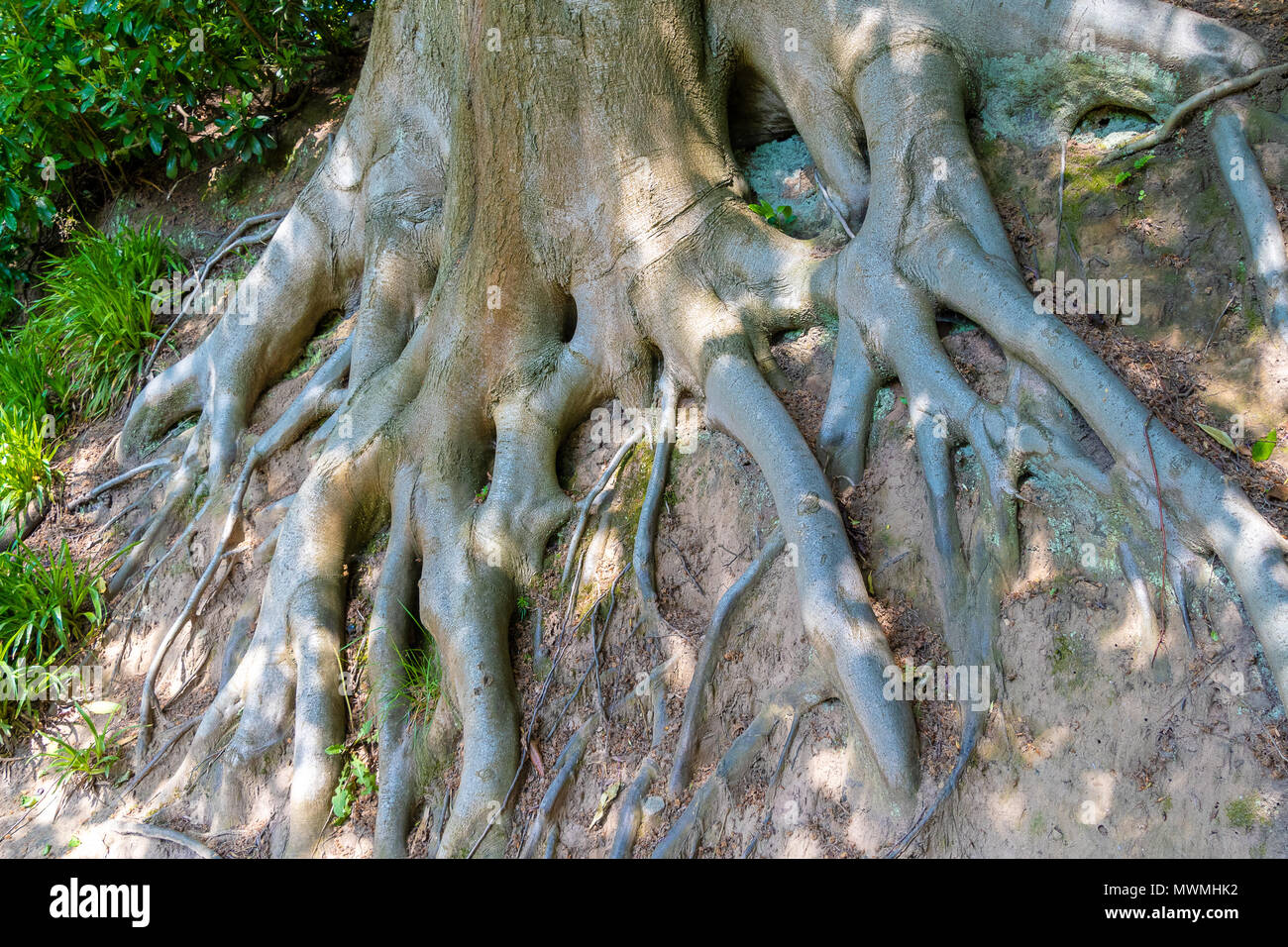 Radici di albero esposta dopo erosione di terra Foto Stock