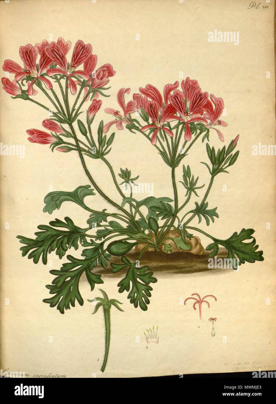 . Inglese: Pelargonium incrassatum . Il 30 ottobre 2011. H.C.Andrews 475 Pelargonium incrassatum 2 Foto Stock