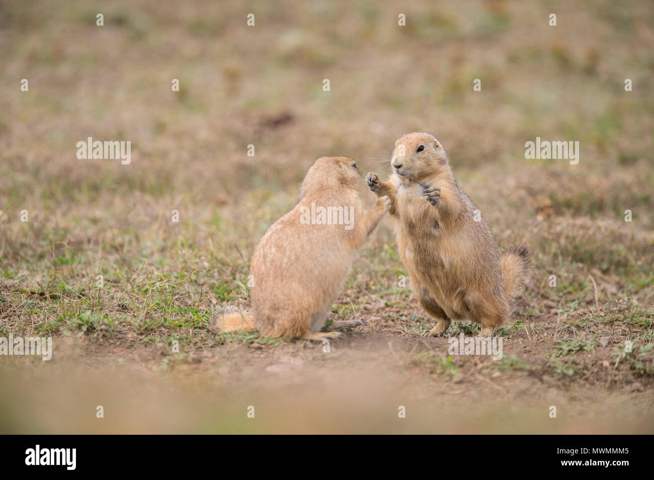 Nero-tailed prairie dog (Cynomys ludovicianus) Interazione, Parco nazionale Theodore Roosevelt (Sud), il Dakota del Nord, STATI UNITI D'AMERICA Foto Stock