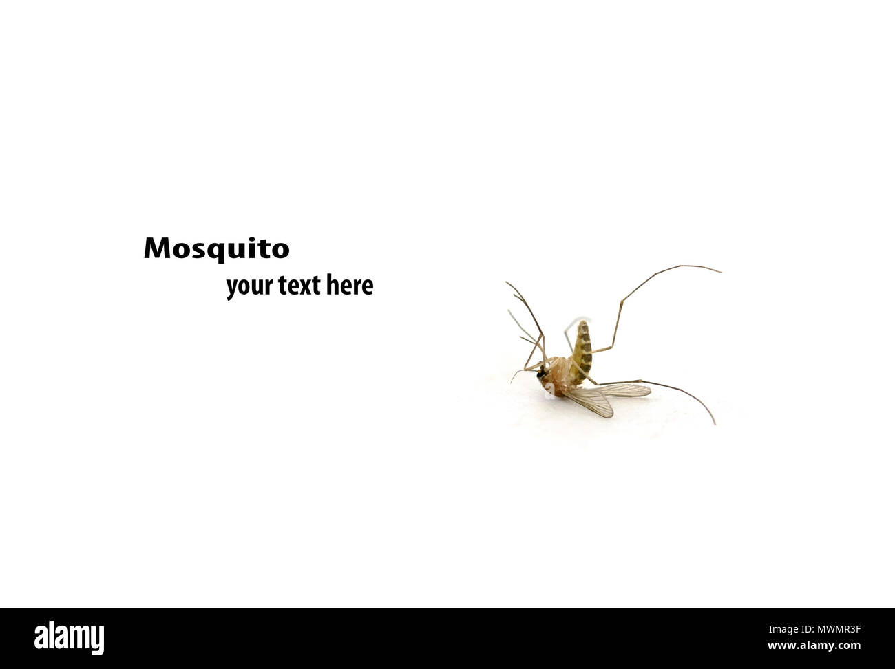 Close up mosquito su sfondo bianco. Foto Stock