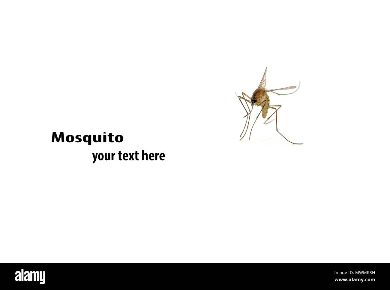 Close up mosquito su sfondo bianco. Foto Stock