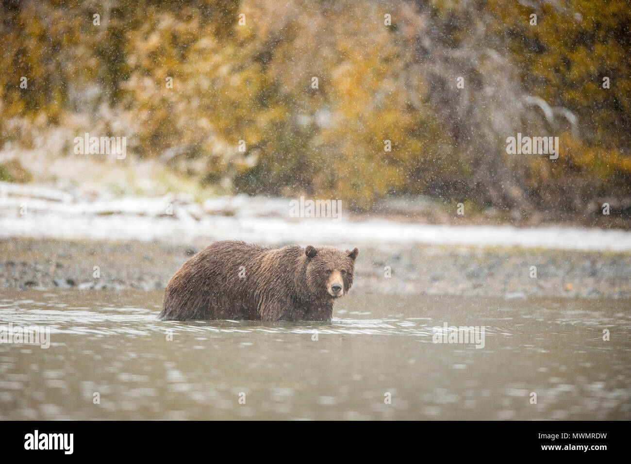 Orso grizzly (Ursus arctos)- La Caccia al Salmone Sockeye la deposizione delle uova nel fiume Chilko, Chilcotin deserto, British Columbia BC, Canada Foto Stock