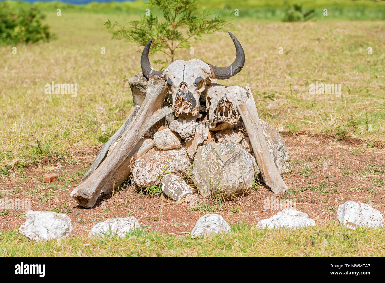 Visualizzare presso lo scheletro di buffalo in Marsabit National Park Foto Stock