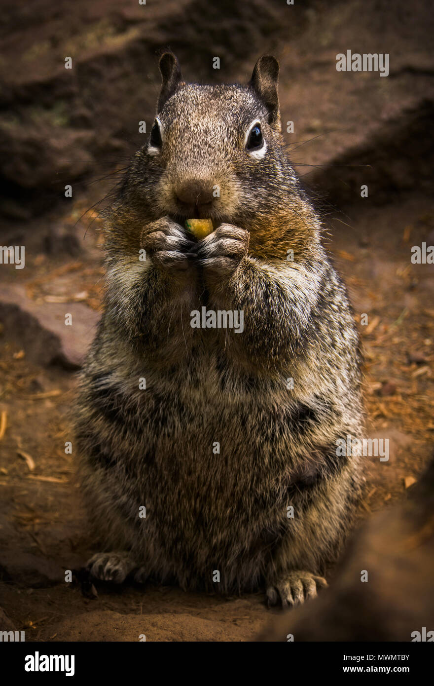 Lo scoiattolo mangiare dado, close up Foto Stock