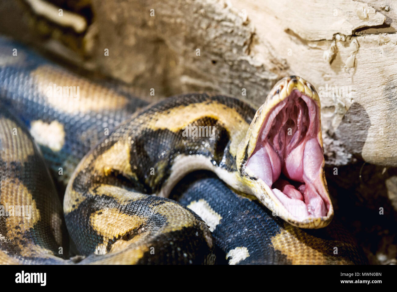 Aperto bocca serpente Python close up shot in uno zoo. Foto Stock