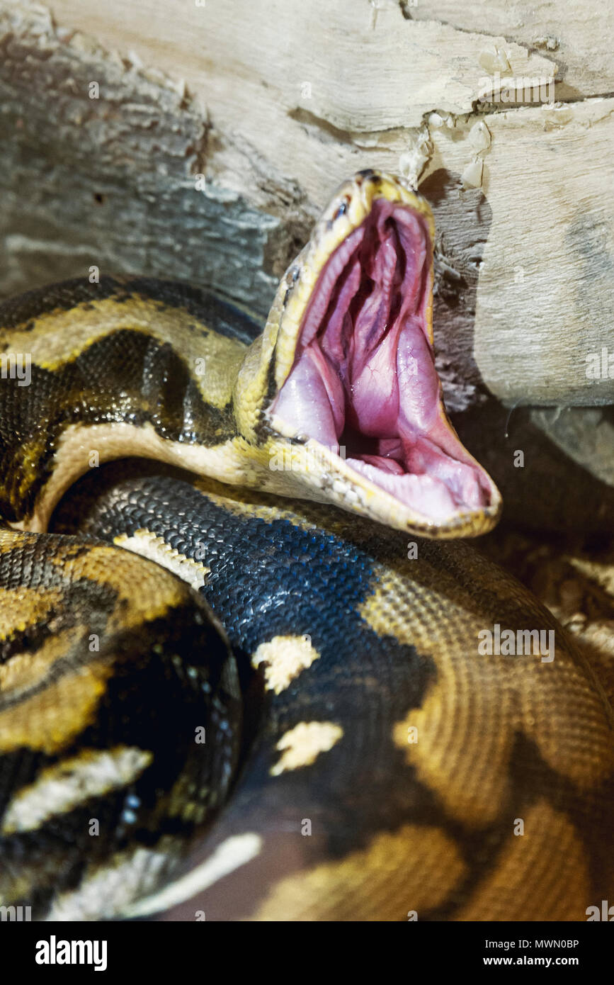 Aperto bocca serpente Python close up shot in uno zoo. Foto Stock