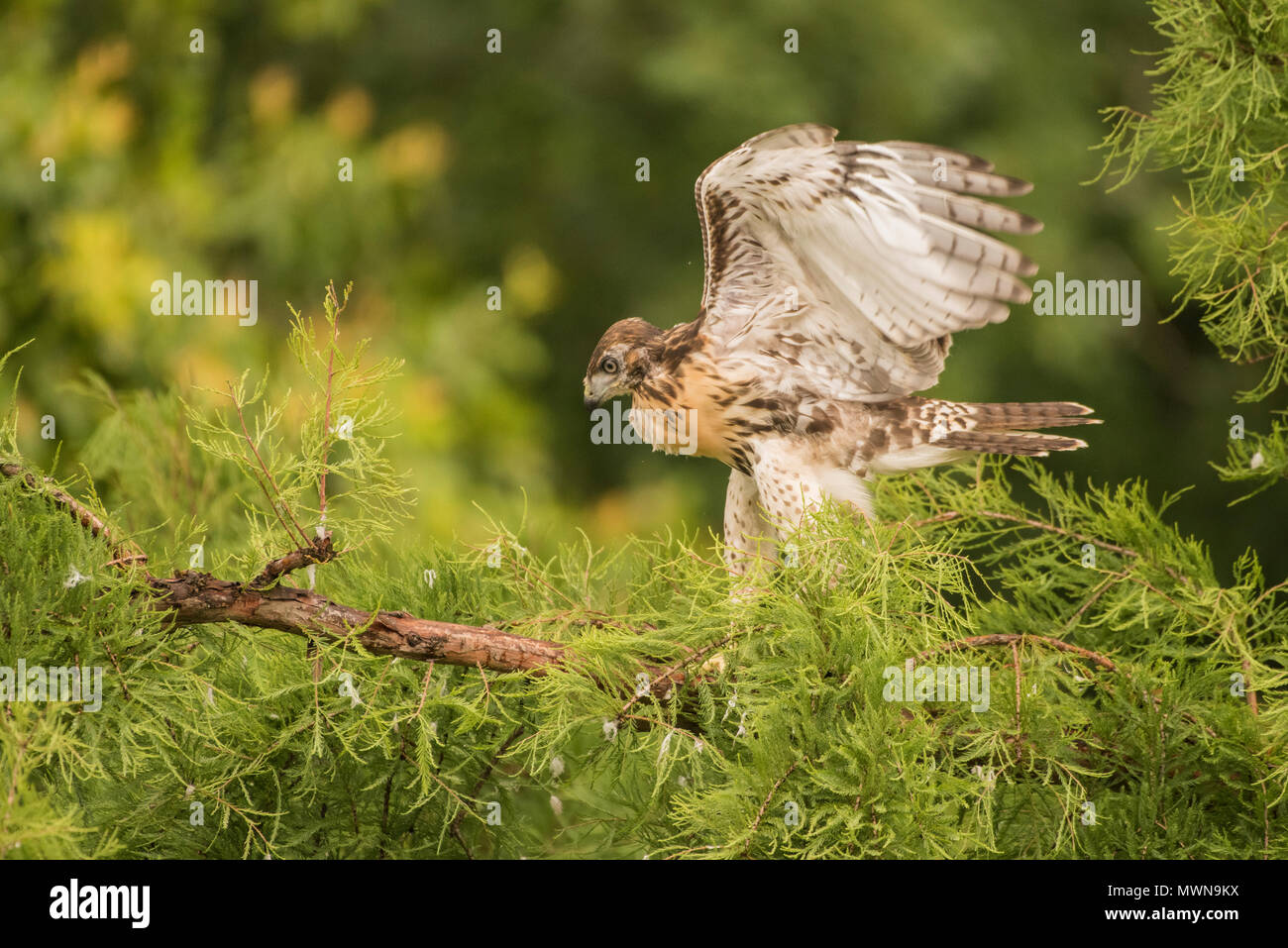 Una neonata red-tailed hawk (Buteo jamaicensis) in una struttura ad albero. Essa non ha ancora volato ma presto fledged e a sinistra la struttura ad albero e il nido in dietro. Foto Stock