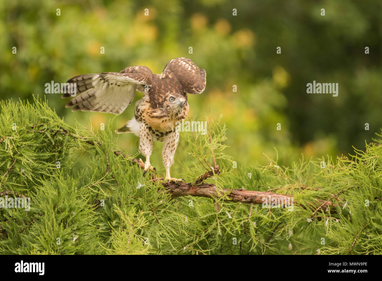 Una neonata red-tailed hawk (Buteo jamaicensis) in una struttura ad albero. Essa non ha ancora volato ma presto fledged e a sinistra la struttura ad albero e il nido in dietro. Foto Stock