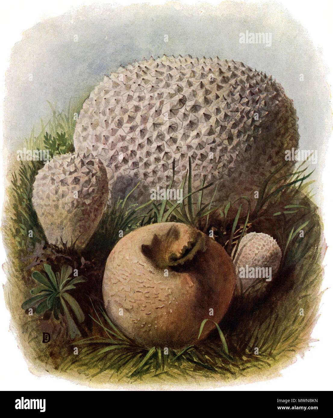 . Deutsch: Hasen-Bovist, Lycoperdon caelatum. Eßbar. prima del 1940. Emil Doerstling 485 Pilze d. Heimat T. 37 - Lycoperdon caelatum Foto Stock
